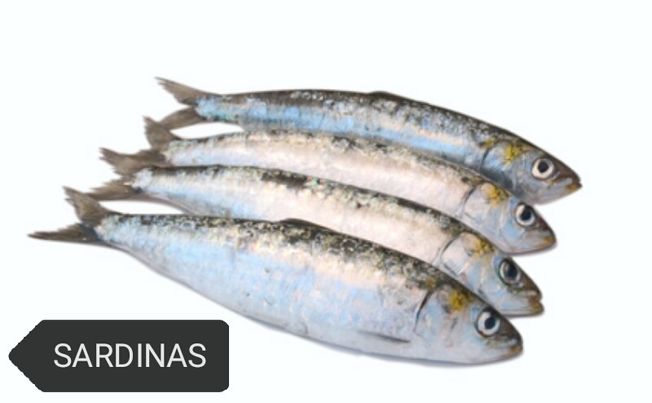 Sardina gordas